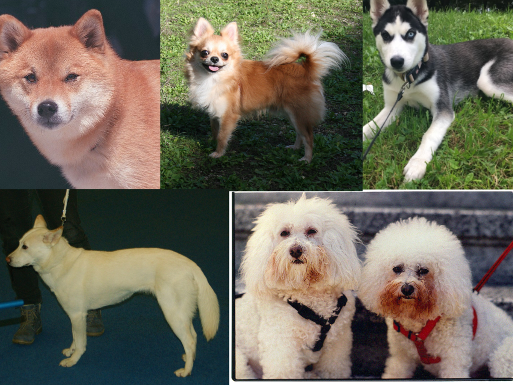 Choosing the Perfect Collar Color for Your White Dog