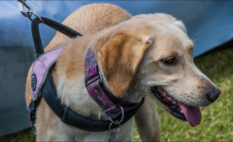 Why Use a Dog Harness, Not a Collar, for Safety & Comfort