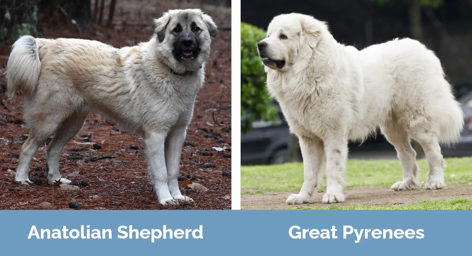 Great Pyrenees vs. Anatolian Shepherd Breed Insights