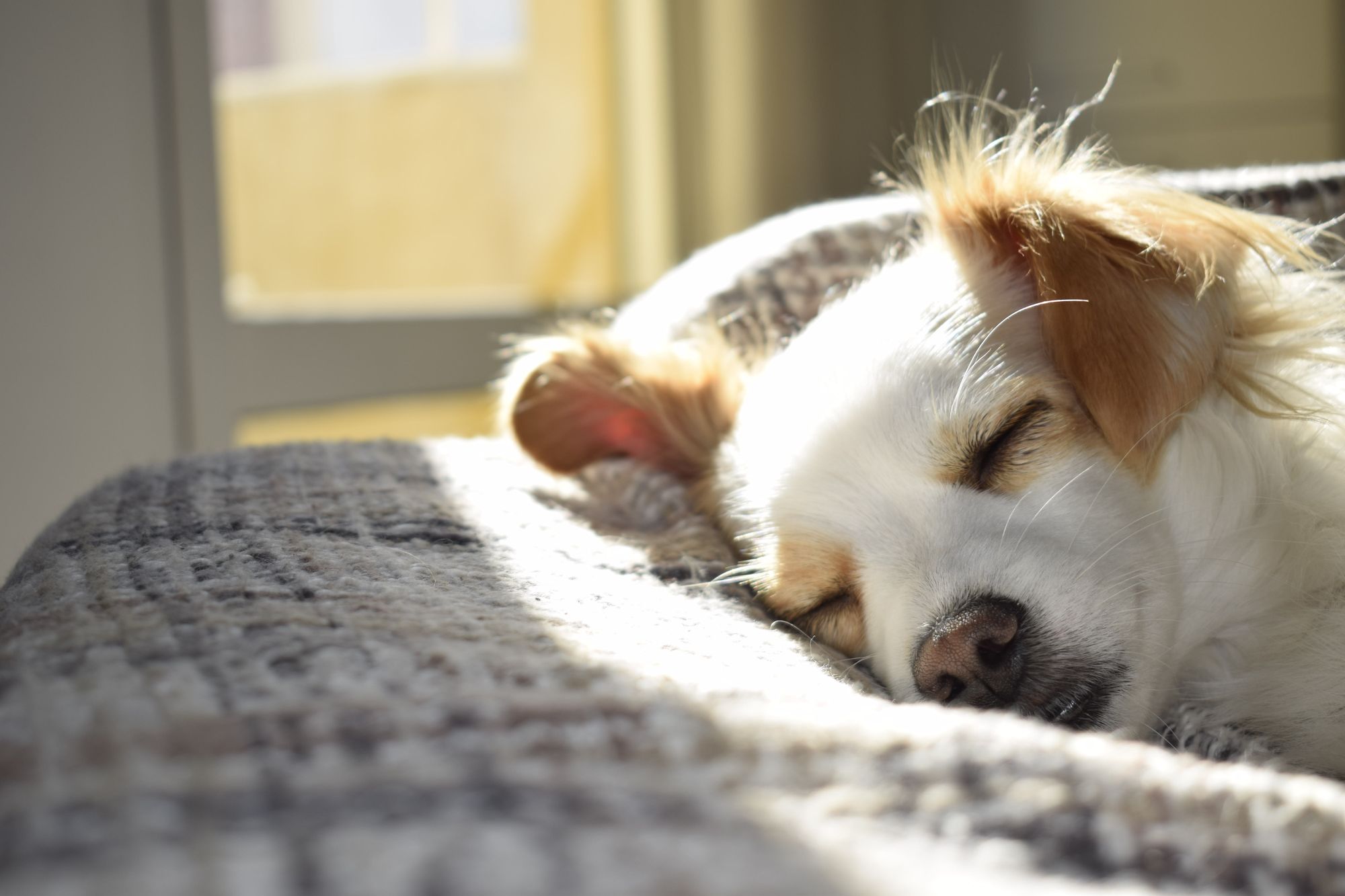 Why Dogs Sleep Under Beds Reasons & Solutions