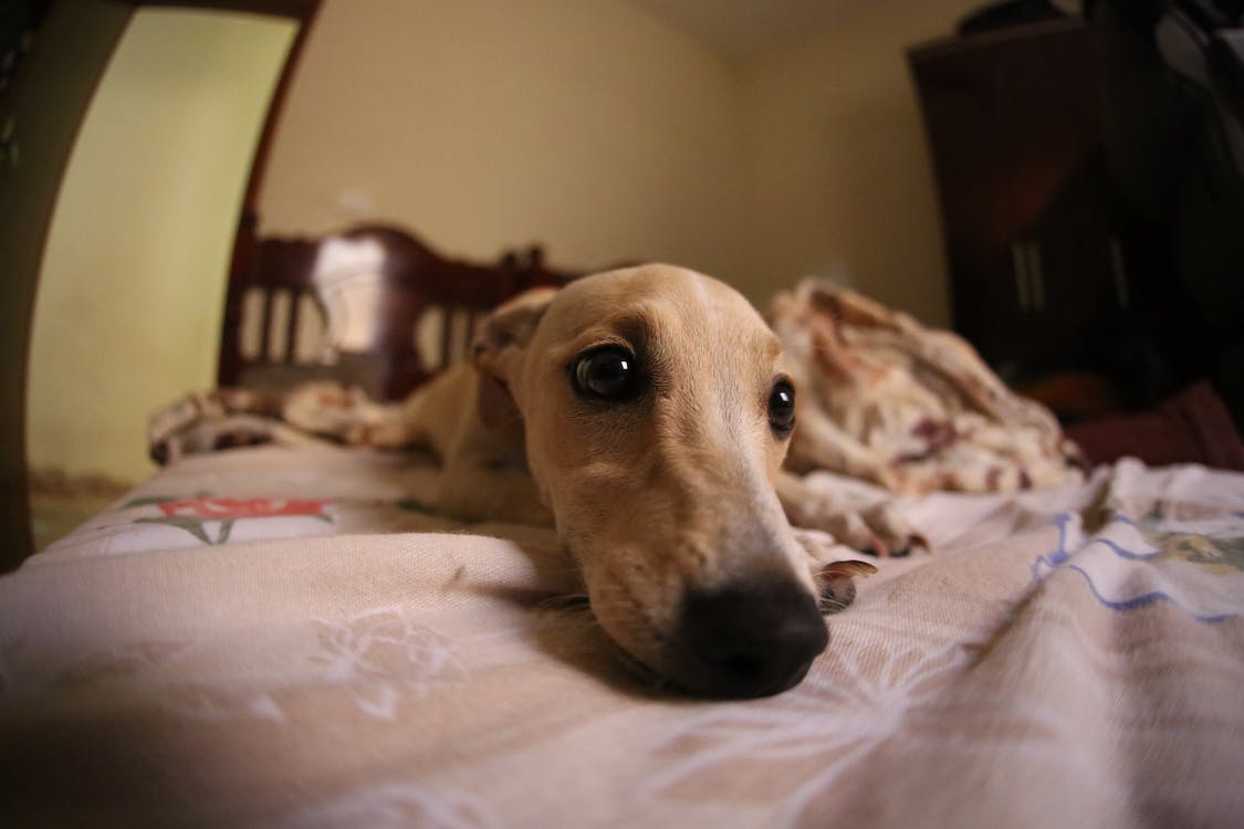Why Dogs Scratch Bed Sheets Causes & Solutions