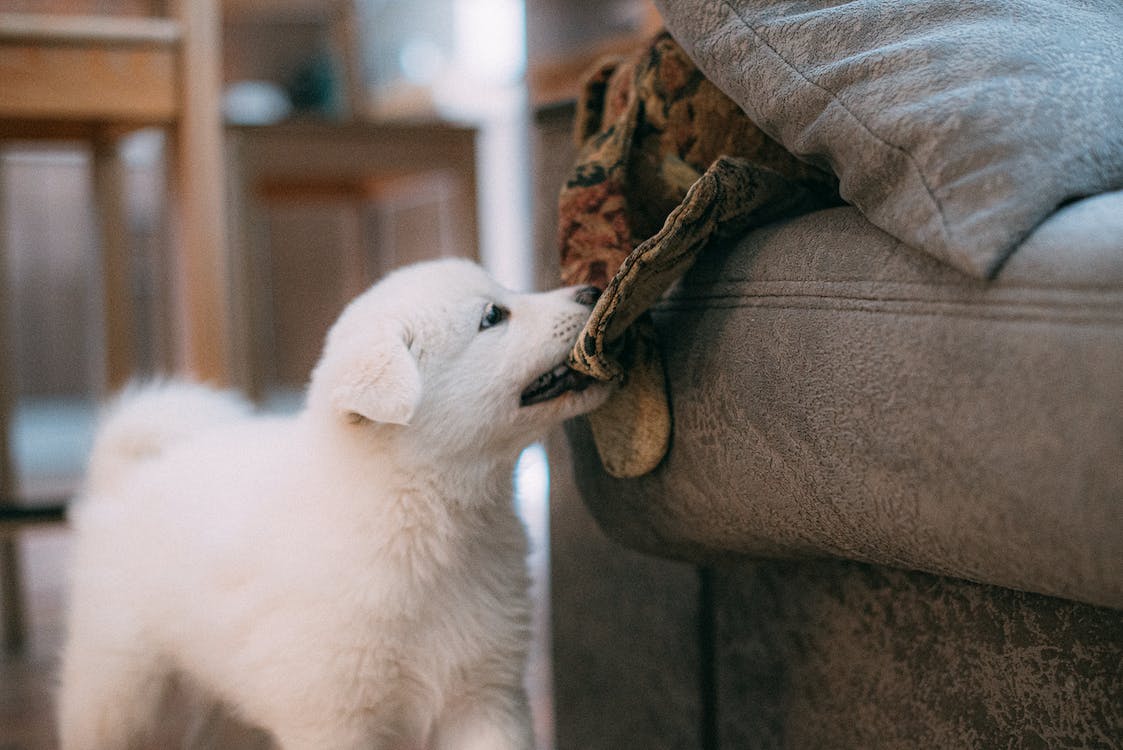 Why Dogs Lick Couches Causes and Solutions