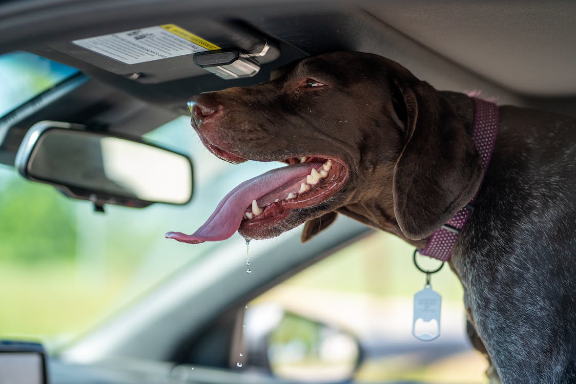 Dog Drooling in Car Causes & Solutions
