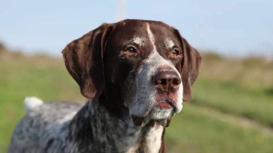 German Shorthaired Pointer vs. Border Collie A Comparison