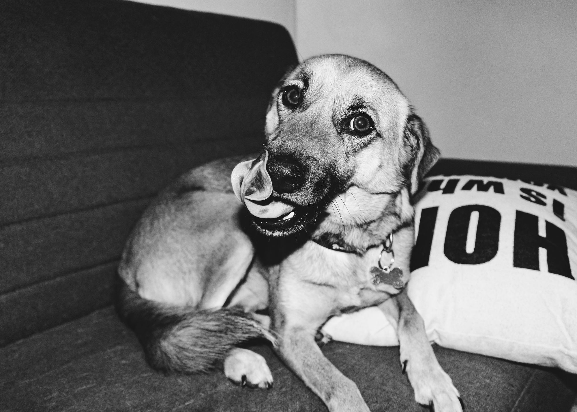 Why Dogs Lick Couches Causes and Solutions