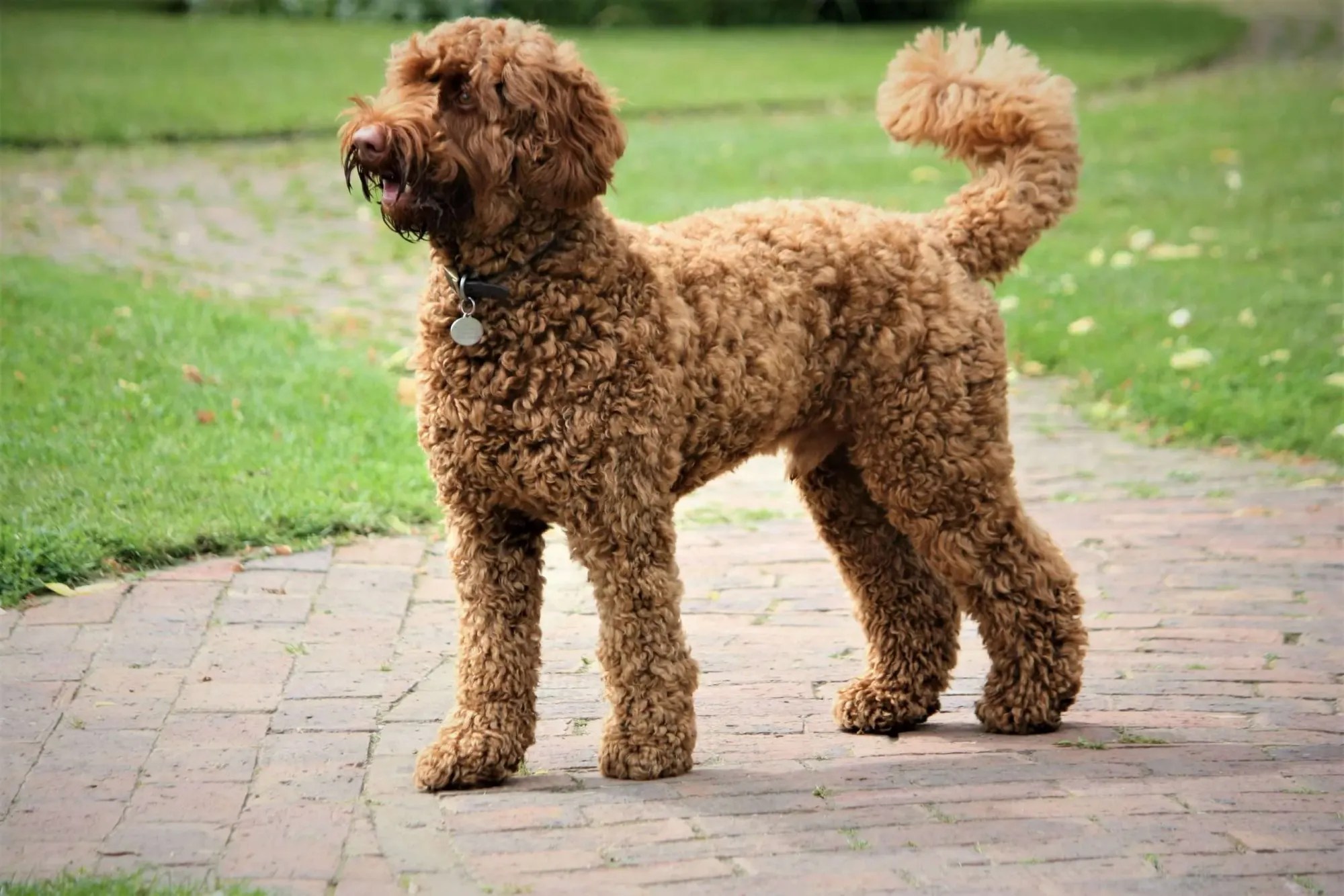 Exploring Whether Labradoodles Can Have Straight