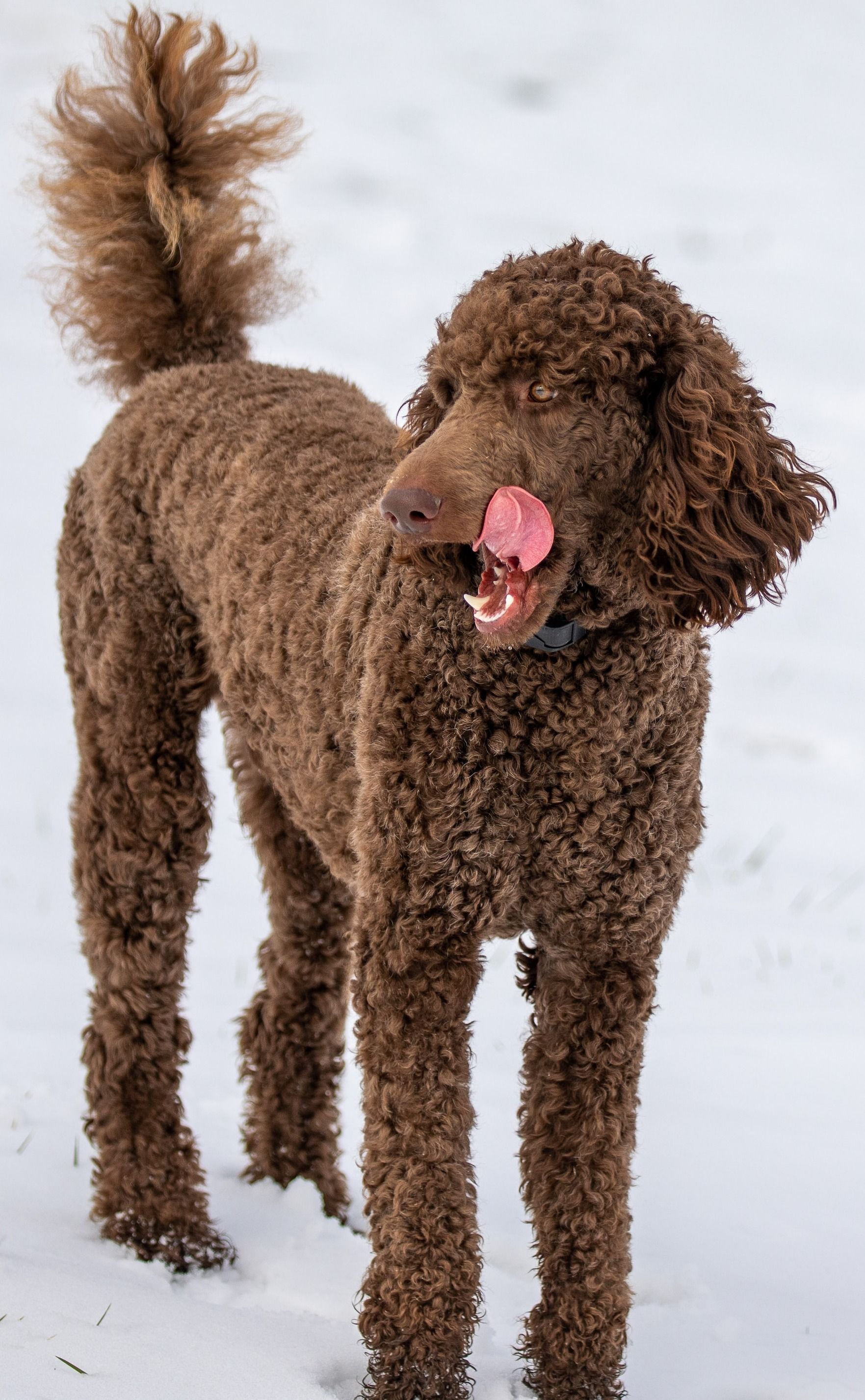 Effortless Poodle Grooming Top 5 LowMaintenance Styles