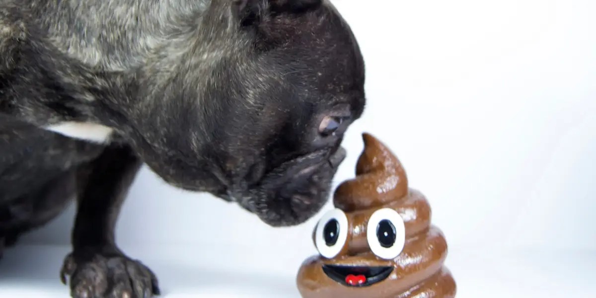Why Does My Puppy Eat His Poop? Puppy Habits Decoded!