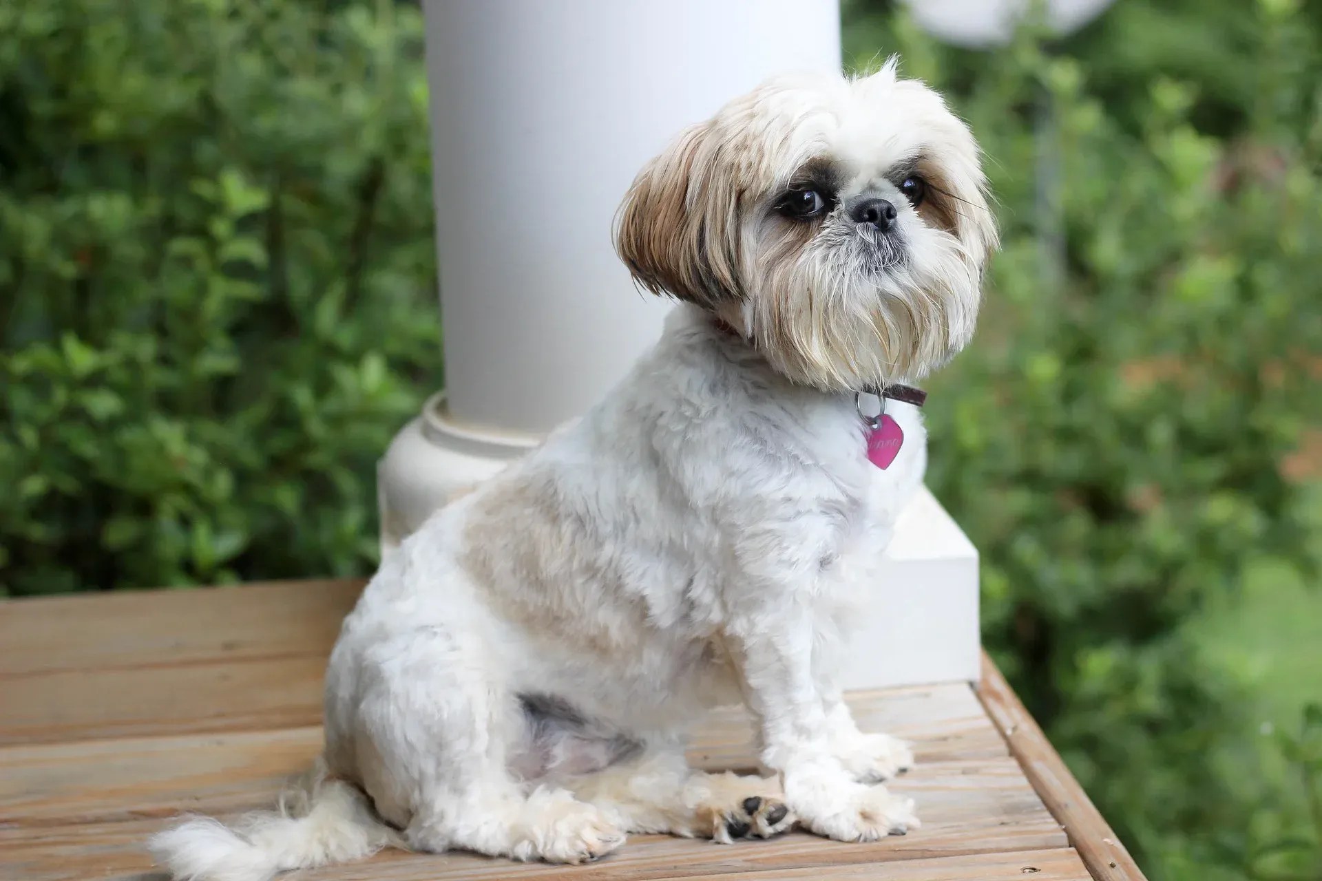 Are Shih Tzu Easy to Potty Train? Unlocking the Secrets!