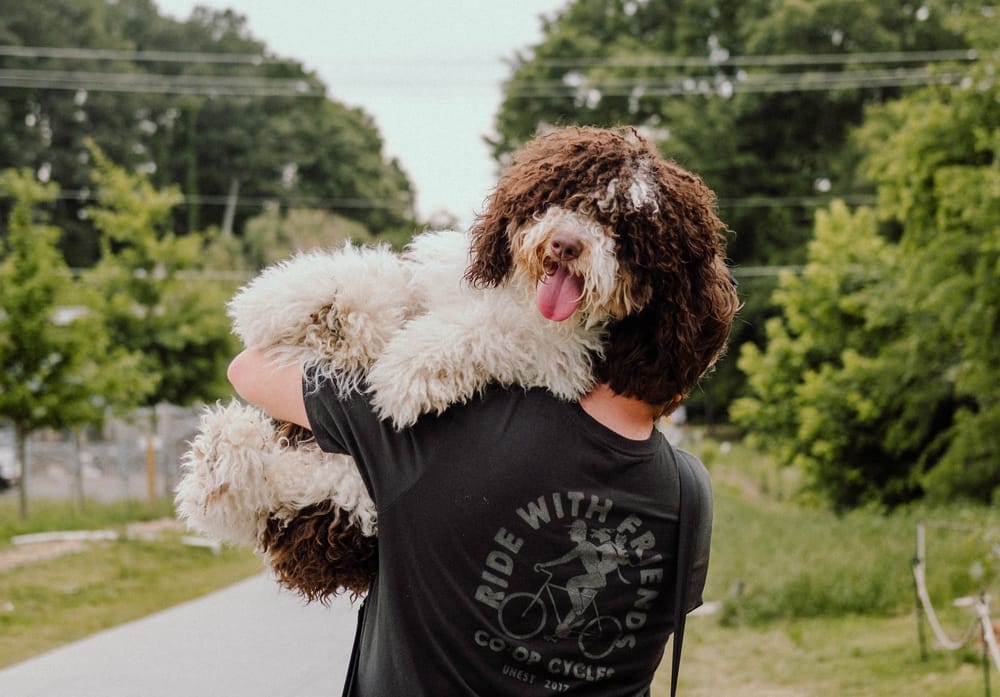 The Ultimate Mini Bernedoodle Guide for New Owners