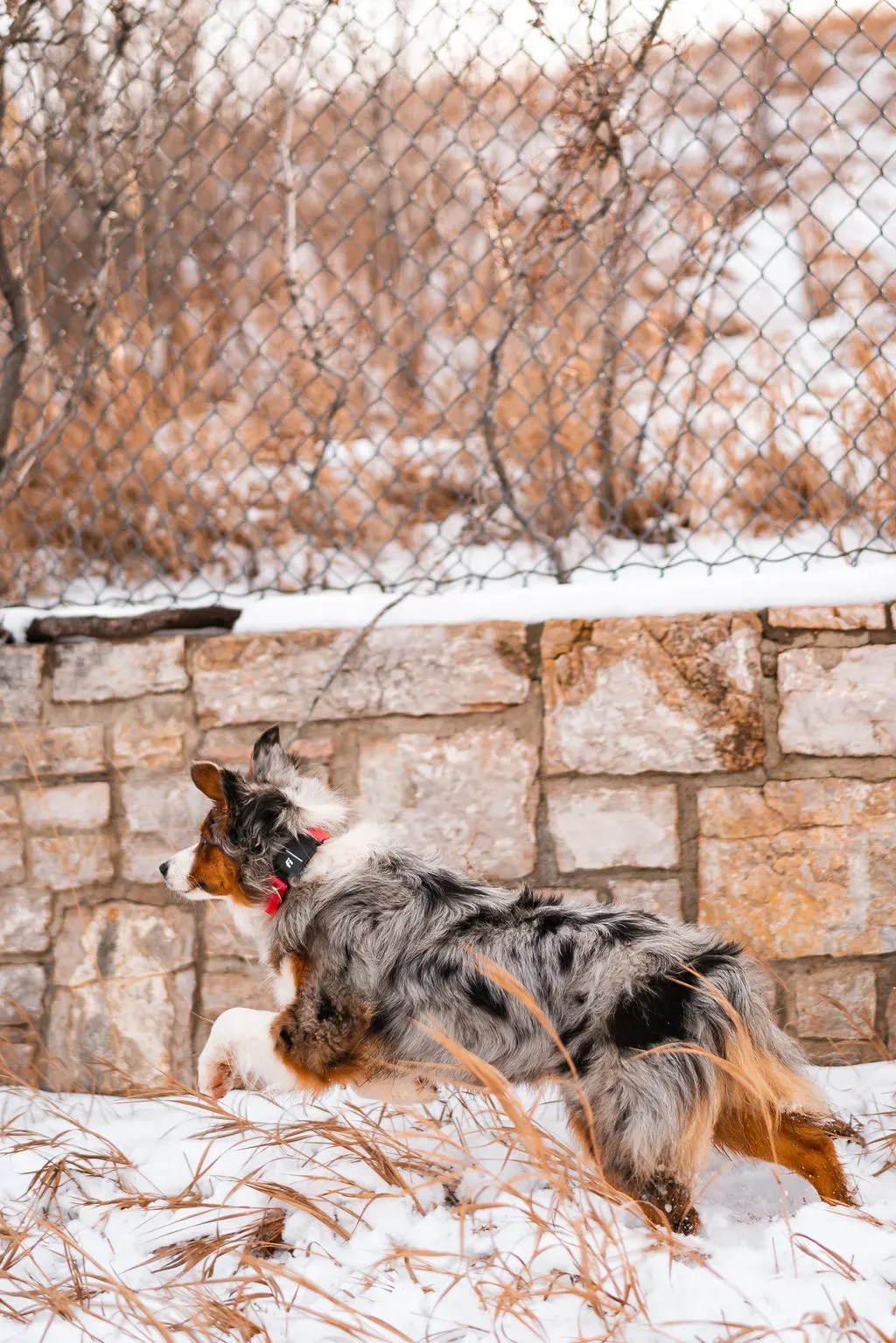 re Australian Shepherds Easy to Train? Training Tips