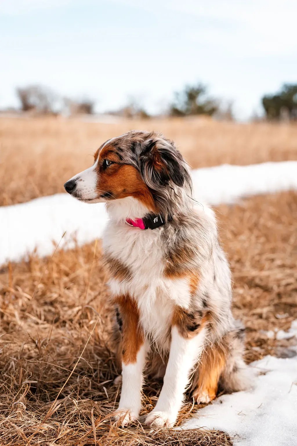 Unlocking Australian Shepherd Exercise Needs?