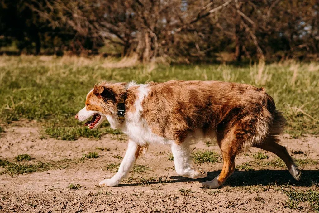How Big Do Australian Shepherds Get? Comprehensive Size Guide