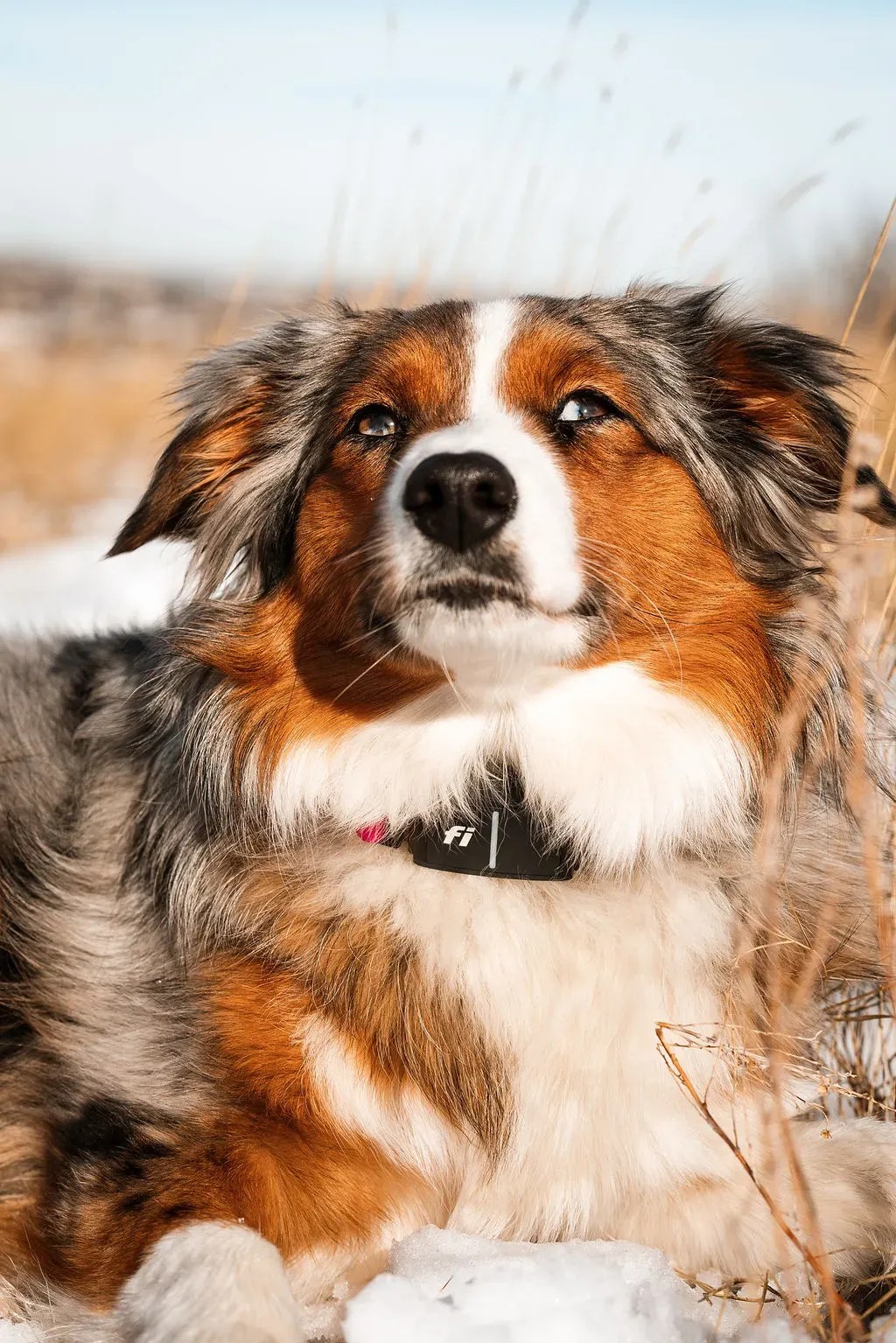 Australian Shepherds Shed? Brief Overview