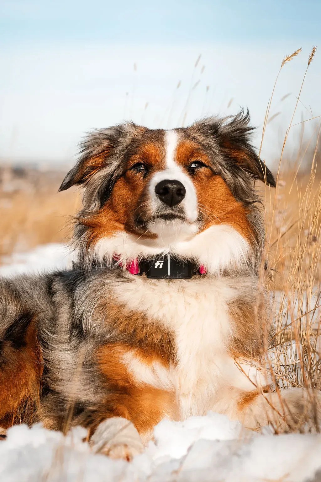Understanding Lifespan of Australian Shepherds