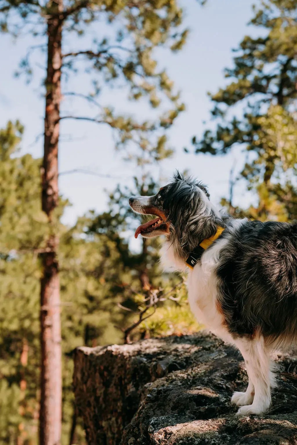 Unlocking Australian Shepherd Exercise Needs?