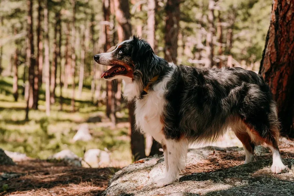 Unlocking Australian Shepherd Exercise Needs?