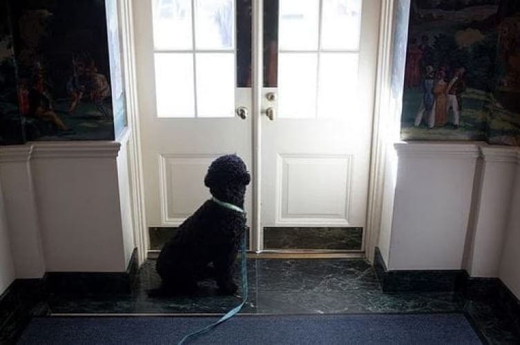 Ultimate Guide To Door Protector For Dogs Training