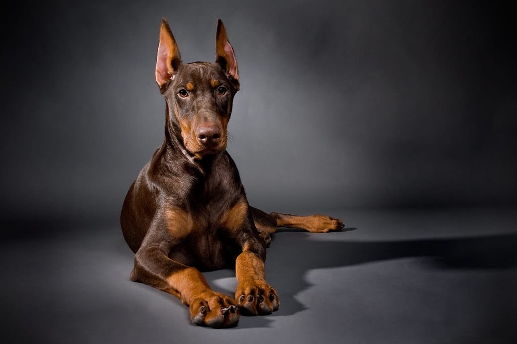 Do Doberman Pinschers Shed? Shedding Insights Tips & Myths
