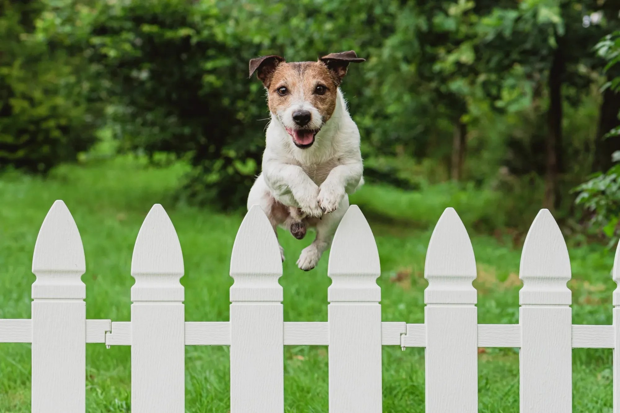 Proven Strategies to Prevent Your Dog from Jumping the Fence