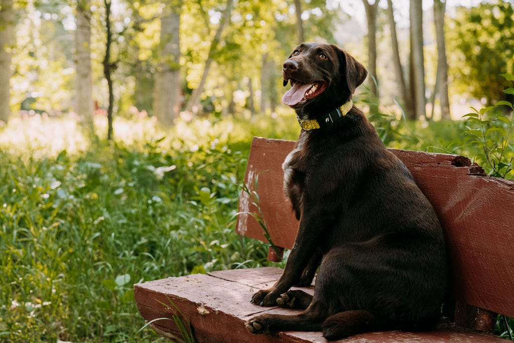 Are Chocolate Labs Good Family Dogs? Discover Ideal Home Fit