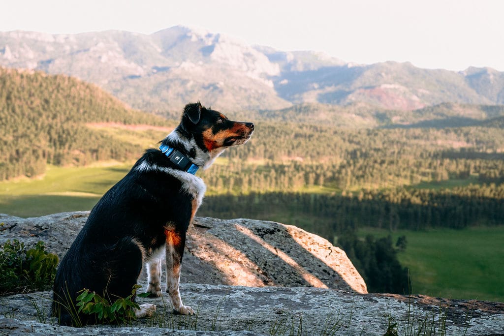 Fi vs Halo Exploring the Differences in Smart Dog Collars