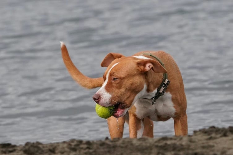 Choosing And Maintaining The Best Chew Toys For Pitbulls