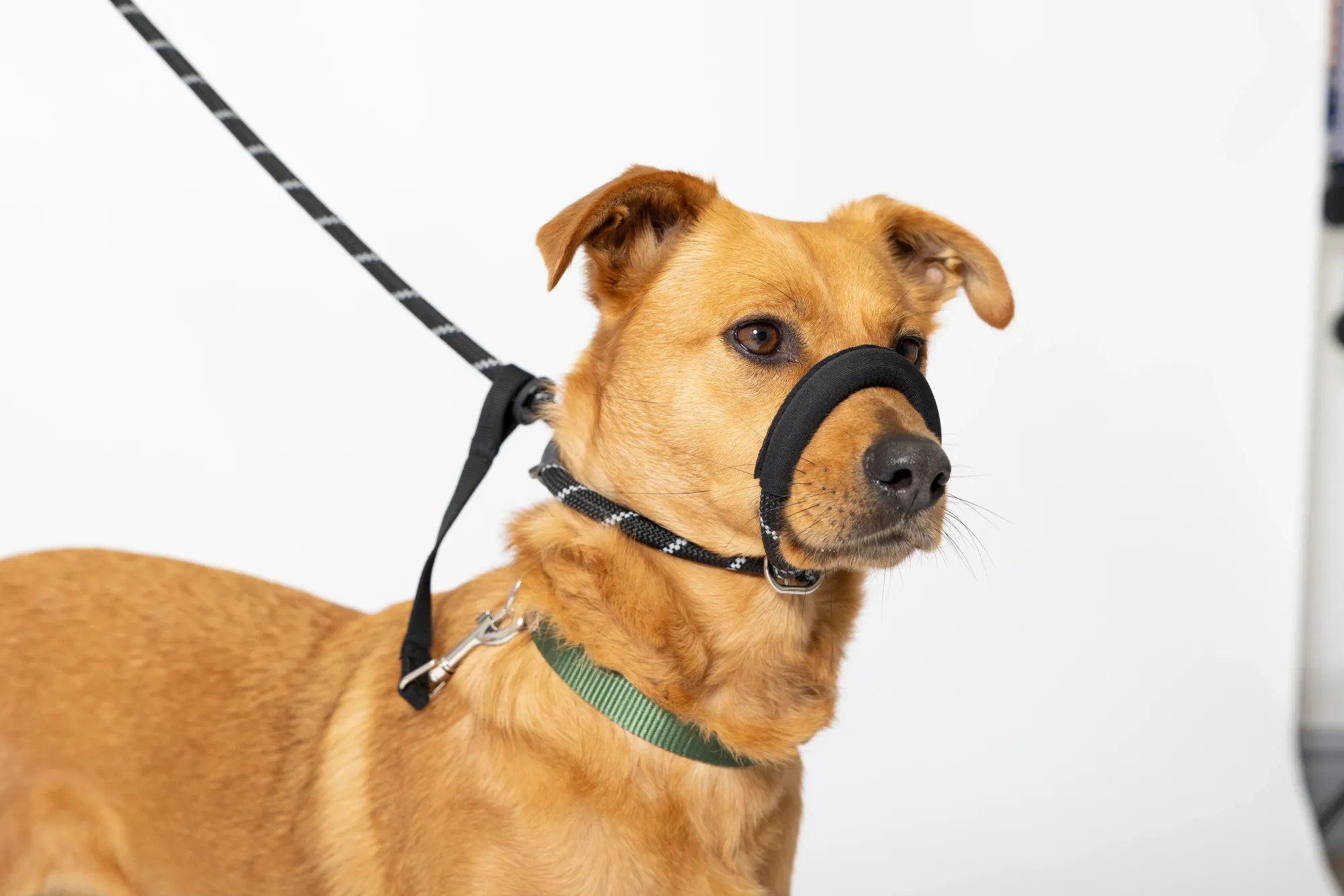 Why Do Dogs Wear Collars? Collar Confessions!