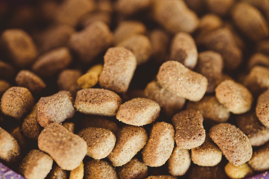 Choosing The Best Salmon Dog Food for Skin Allergies Guide