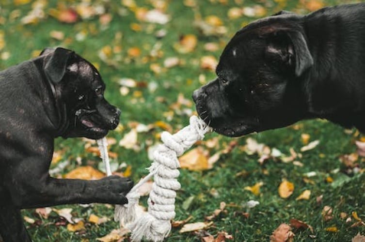 Choosing The Best Food For Cane Corso Puppy Guidelines