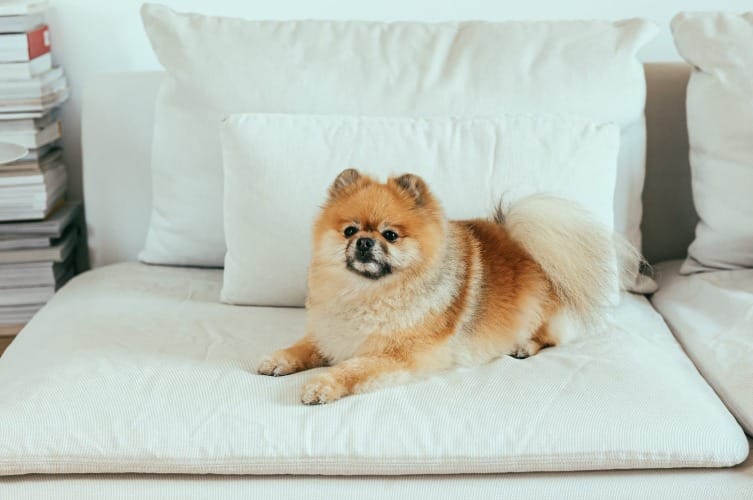 Discovering Dog Paw Growths Causes & Care