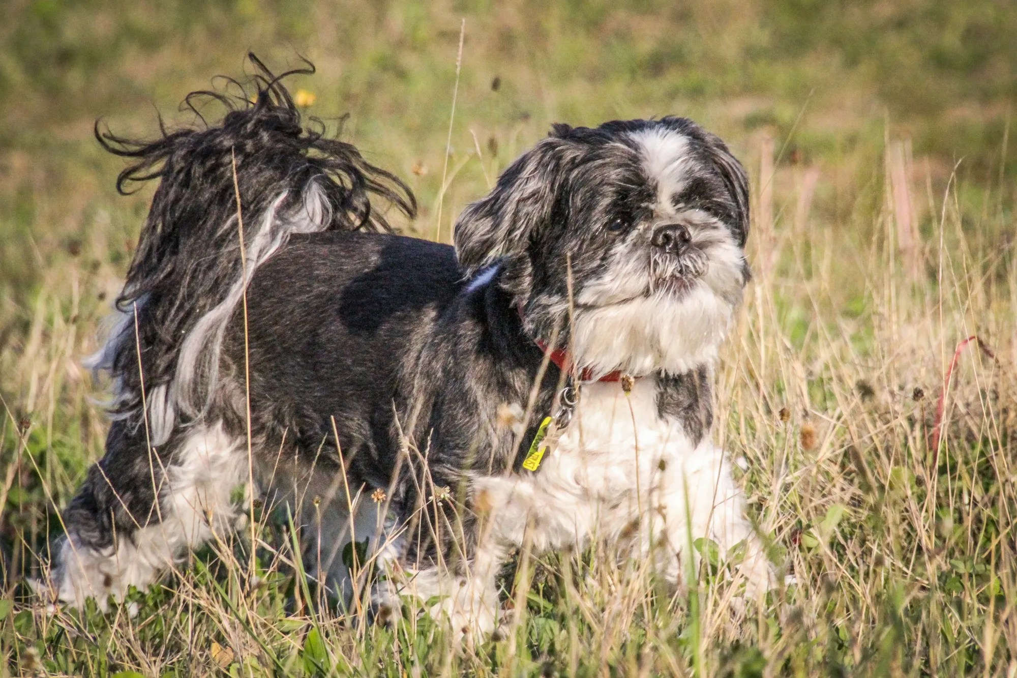 Idaho Shag Dog Breed Characteristics and History