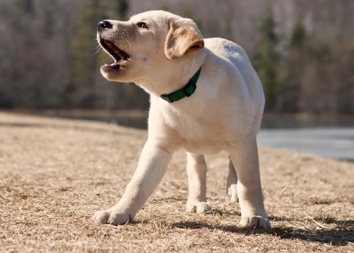 How to Stop Puppy Barking Tips for a Peaceful Home