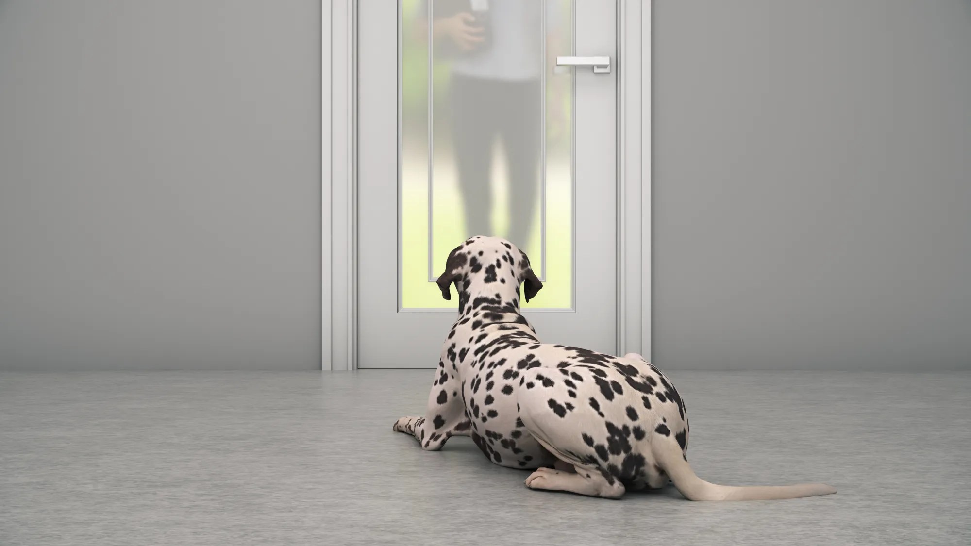 How to Protect Your Door from Dog Scratching Tips & Tricks