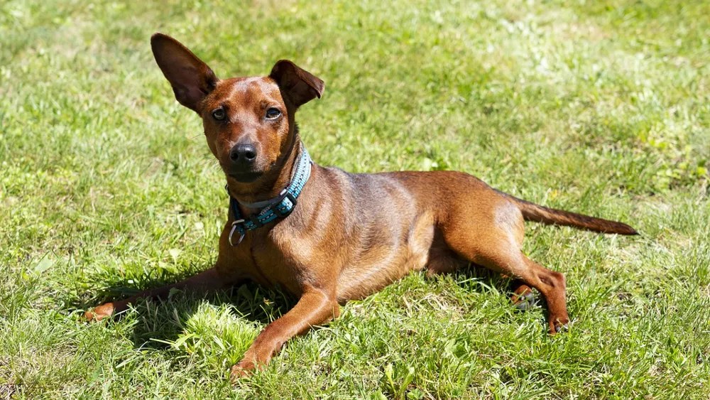 Do Miniature Pinschers Bark a Lot? Barking Behavior