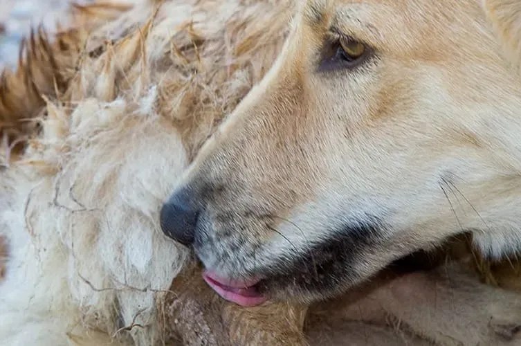 Should I Let My Dog Lick His Wound Balancing Benefits