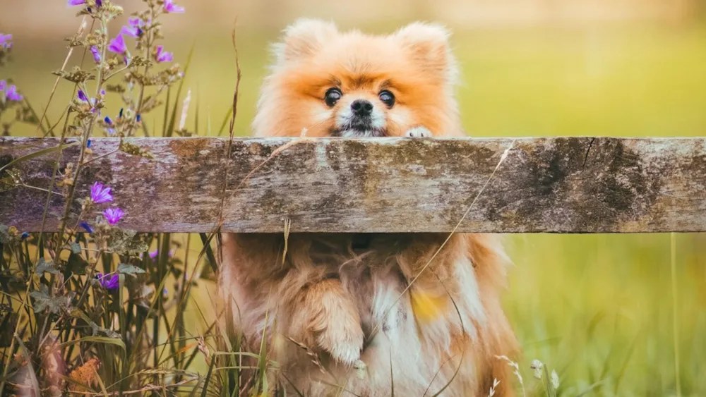 Harmonious Living Are Pomeranians Good With Cats