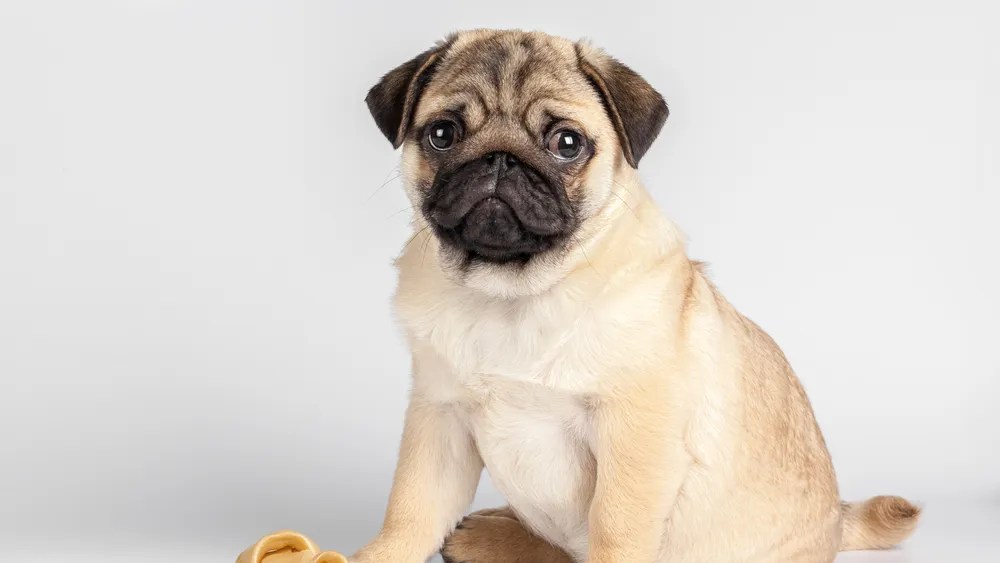 Top Pug Puppy Foods Choosing the Best for Your Pup