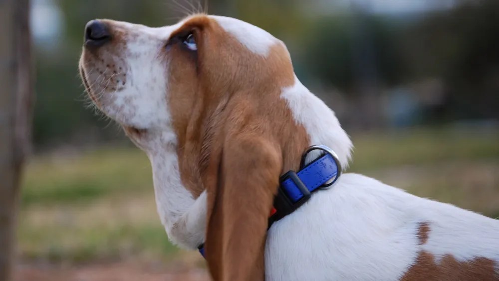 Do Basset Hounds Drool? Exploring Drooling Habits of Bassets