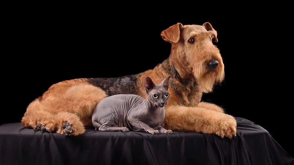 Are Airedale Terriers Good with Cats? Explore Compatibility!