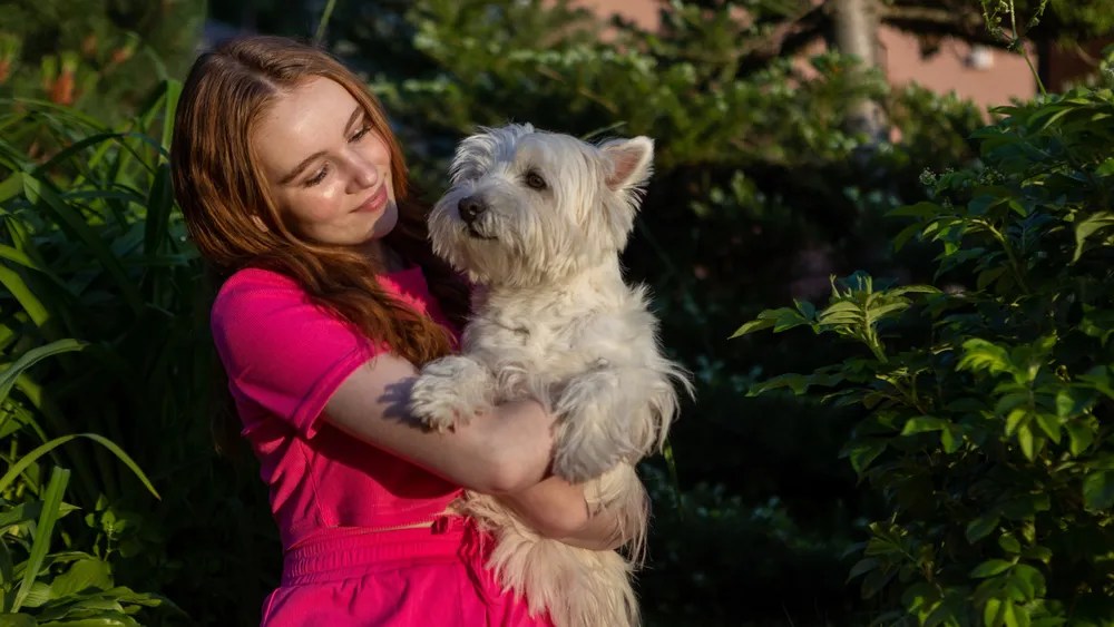 Do Cairn Terriers Need Haircuts? "Grooming Guide"