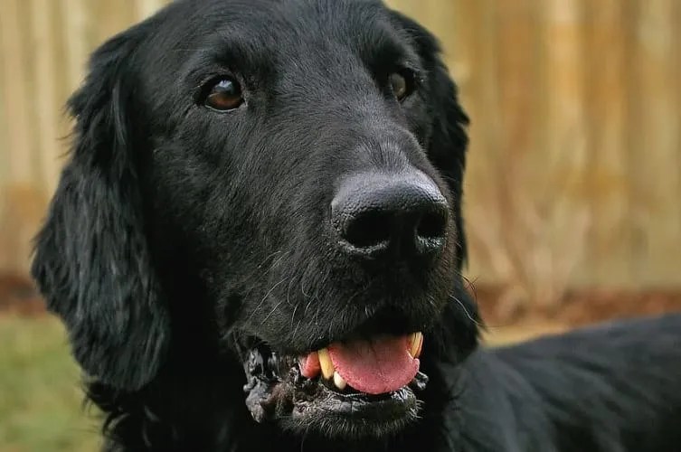 Black Dog Names A Comprehensive Guide To Your Companion