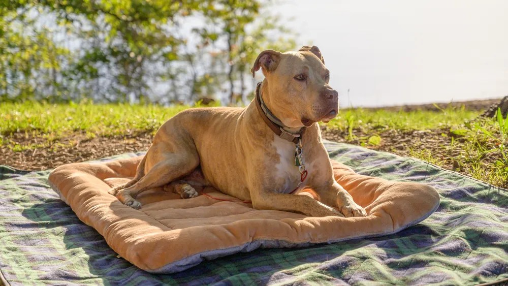 Top Dog Beds for Camping Comfort on the Go!