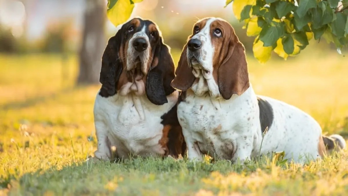 Do Basset Hounds Drool? Exploring Drooling Habits of Bassets