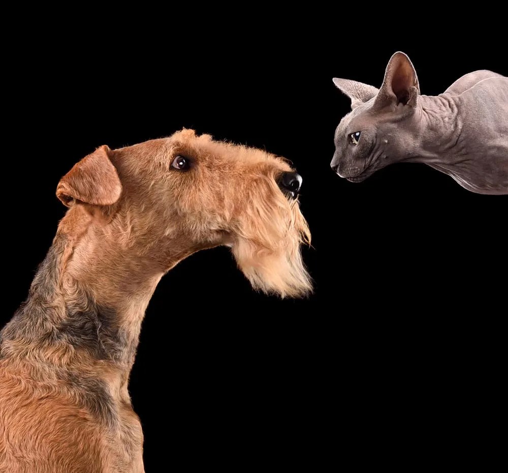 Are Airedale Terriers Good with Cats? Explore Compatibility!