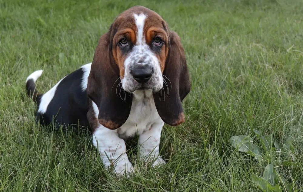 Do Basset Hounds Drool? Exploring Drooling Habits of Bassets