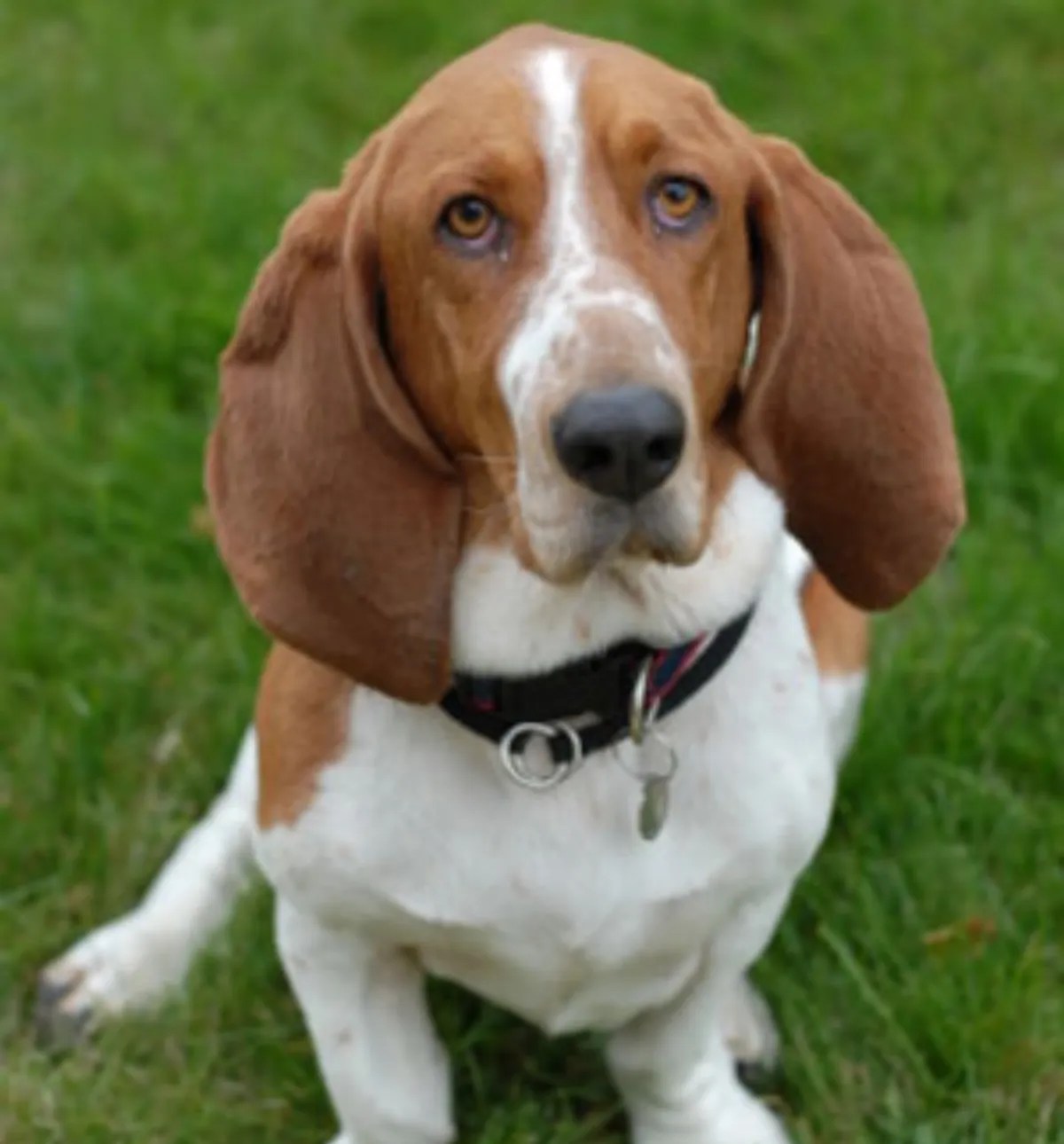Do Basset Hounds Smell? Truth About Scenting Abilities