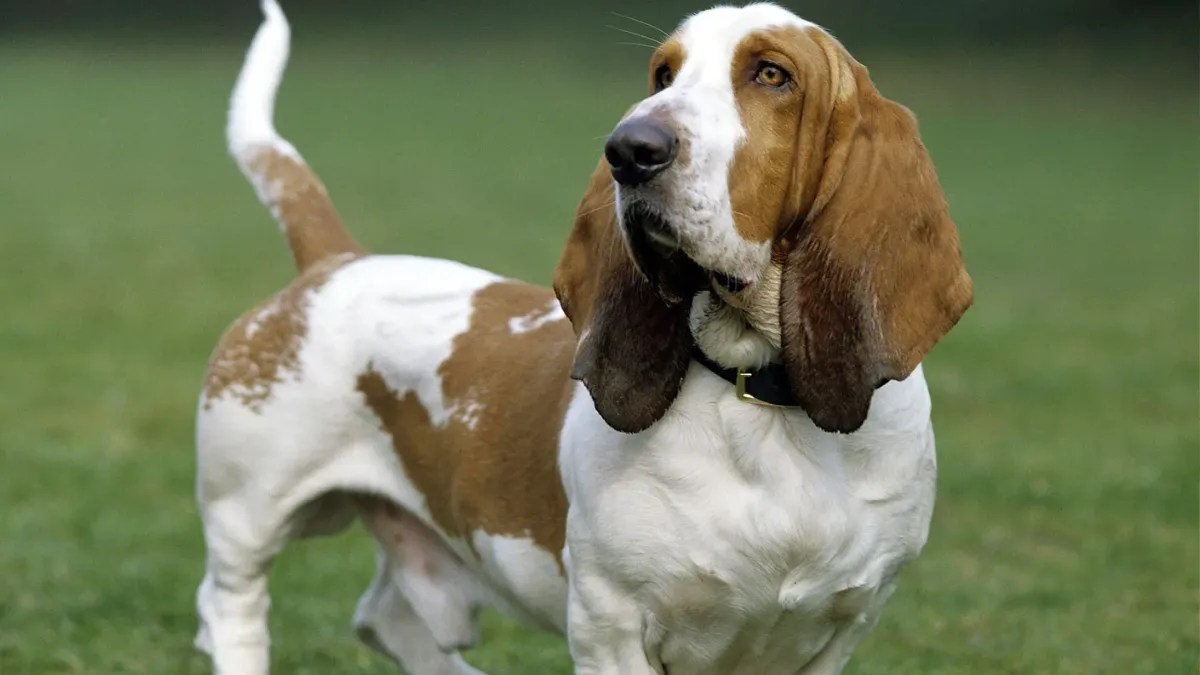 Do Basset Hounds Drool? Exploring Drooling Habits of Bassets