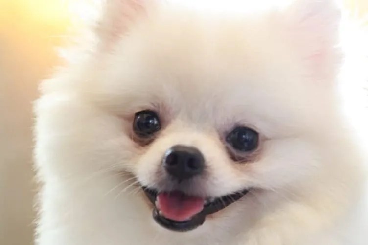 Harmonious Living Are Pomeranians Good With Cats