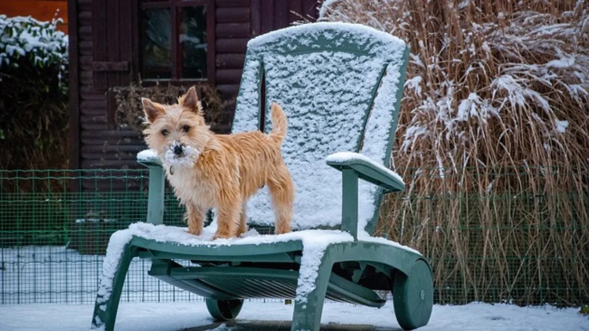 How Much Are Cairn Terrier Puppies?"Pricing & Breed Guide"